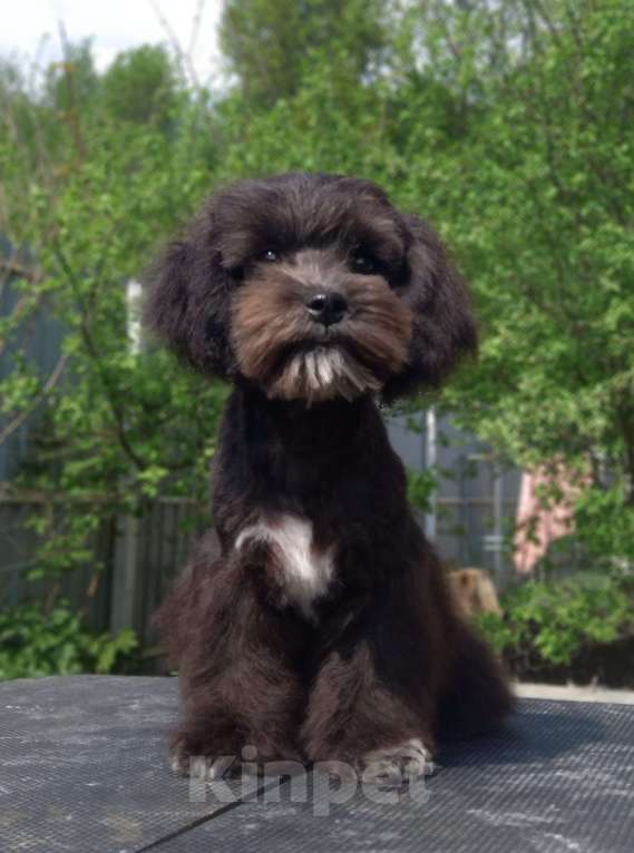 Собаки в Москве: мальтипу подрощенный мальчик Мальчик, 80 000 руб. - фото 2