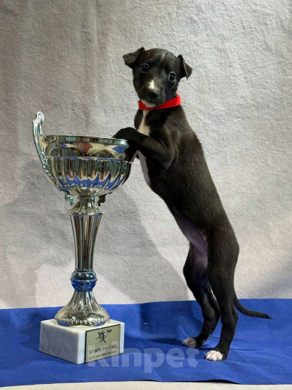 Собаки в Москве: Щенки, порода Уиппет Девочка, Бесплатно - фото 3