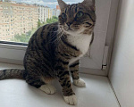Кошки в Москве: Кошка Сима с зелёными глазами в добрые руки.  Девочка, Бесплатно - фото 5