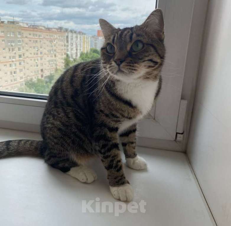 Кошки в Москве: Кошка Сима с зелёными глазами в добрые руки.  Девочка, Бесплатно - фото 5