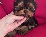 Собаки в Пушкино: Супер мини девочка йоркширский терьер Девочка, 130 000 руб. - фото 5