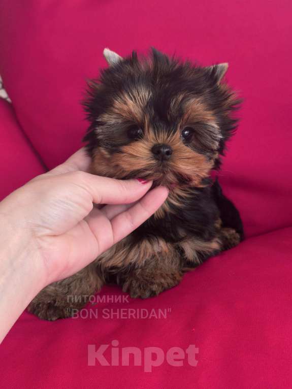 Собаки в Пушкино: Супер мини девочка йоркширский терьер Девочка, 130 000 руб. - фото 5