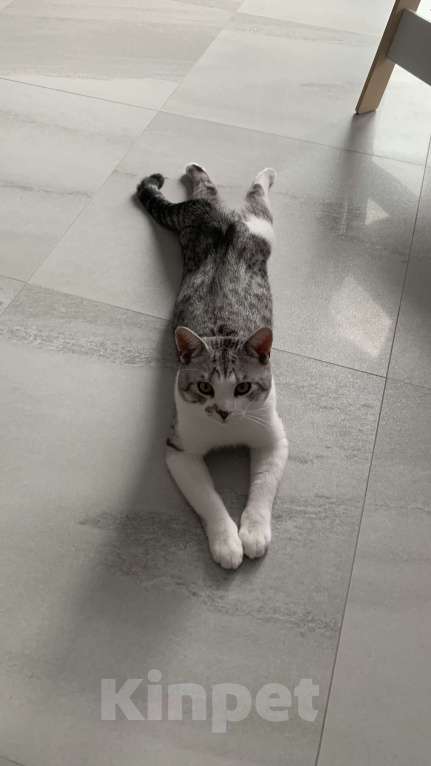 Кошки в Батайске: Потерялся котик, просьба помочь с поиском Мальчик, 2 000 руб. - фото 1