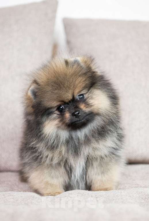 Собаки в Копейске: Померанский шпиц щенок Мальчик, 35 000 руб. - фото 4