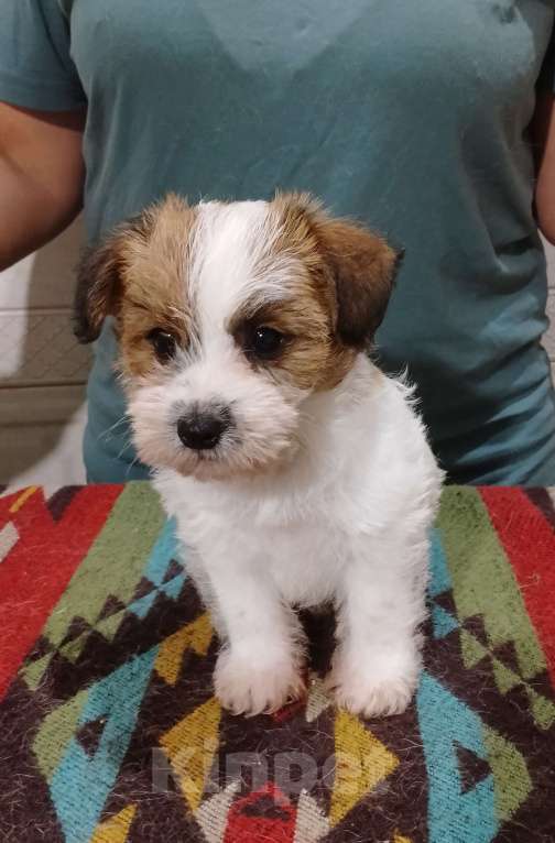 Собаки в Ставрополе: Высокопородные щенки Джек Рассел терьера  Мальчик, Бесплатно - фото 6