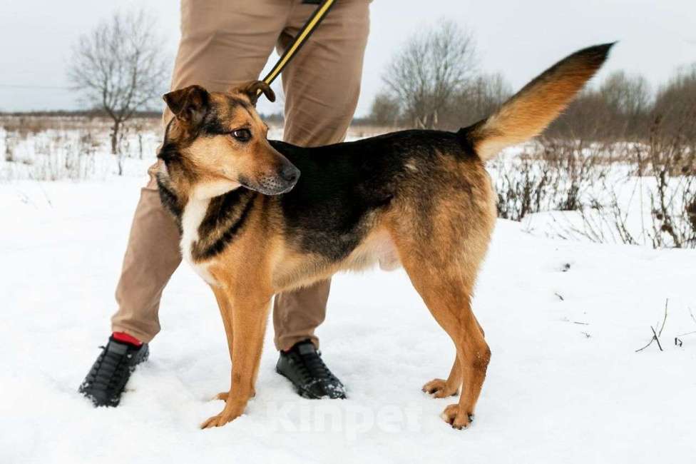 Собаки в Москве: Надежный  и золотой пес ждет свою семью. Мальчик, 10 руб. - фото 2