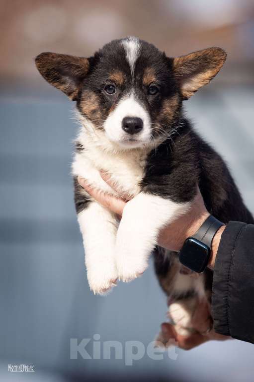 Собаки в Москве: Мальчик коржик Мальчик, Бесплатно - фото 7