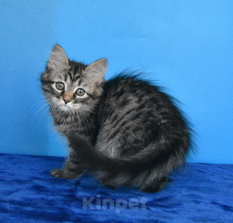 Кошки в Москве: Сибирские чистокровные котята. Девочка, Бесплатно - фото 1