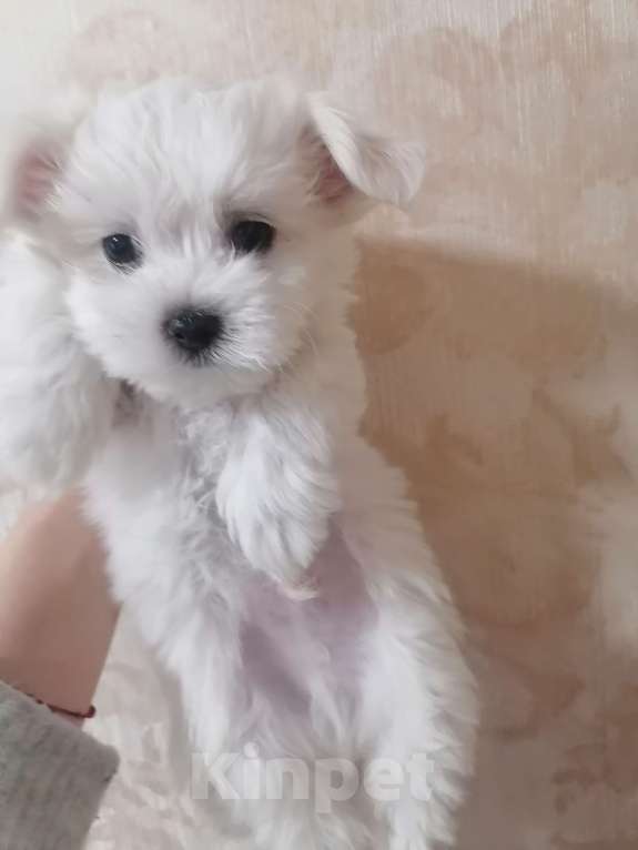 Собаки в Верхнем Пышме: Руди Мальчик, 50 000 руб. - фото 1