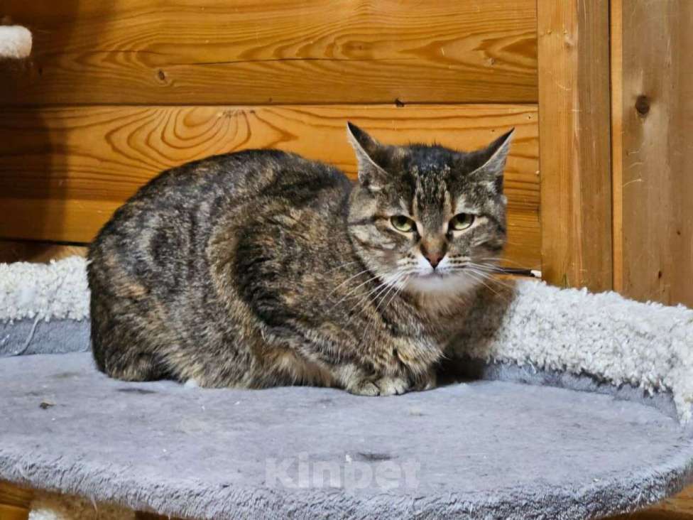 Кошки в Москве: Фортуна — кошечка, у которой практически нет шансов обрести семью...  Девочка, Бесплатно - фото 3