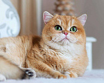 Кошки в Москве: Британский котенок Брусника Девочка, 60 000 руб. - фото 3