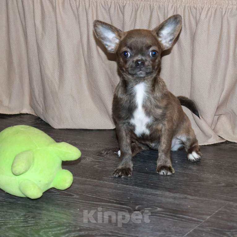 Собаки в Москве: Голубо-Тигровая чихуахуа🌸 Девочка, 55 000 руб. - фото 1