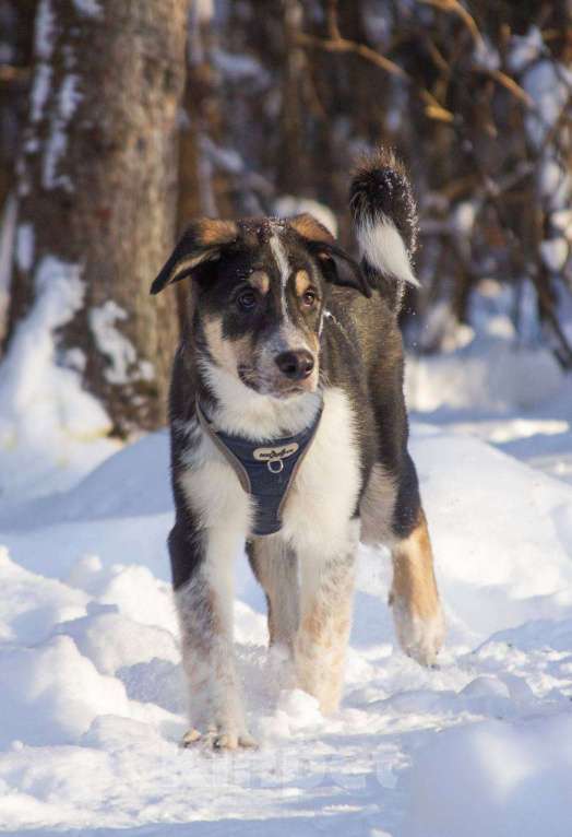 Собаки в Москве: Робби в поисках семьи! Мальчик, Бесплатно - фото 1