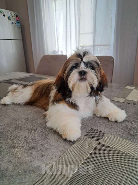 Собаки в других городах Тверской области: Мальчик Ши-тцу  Мальчик, Бесплатно - фото 4