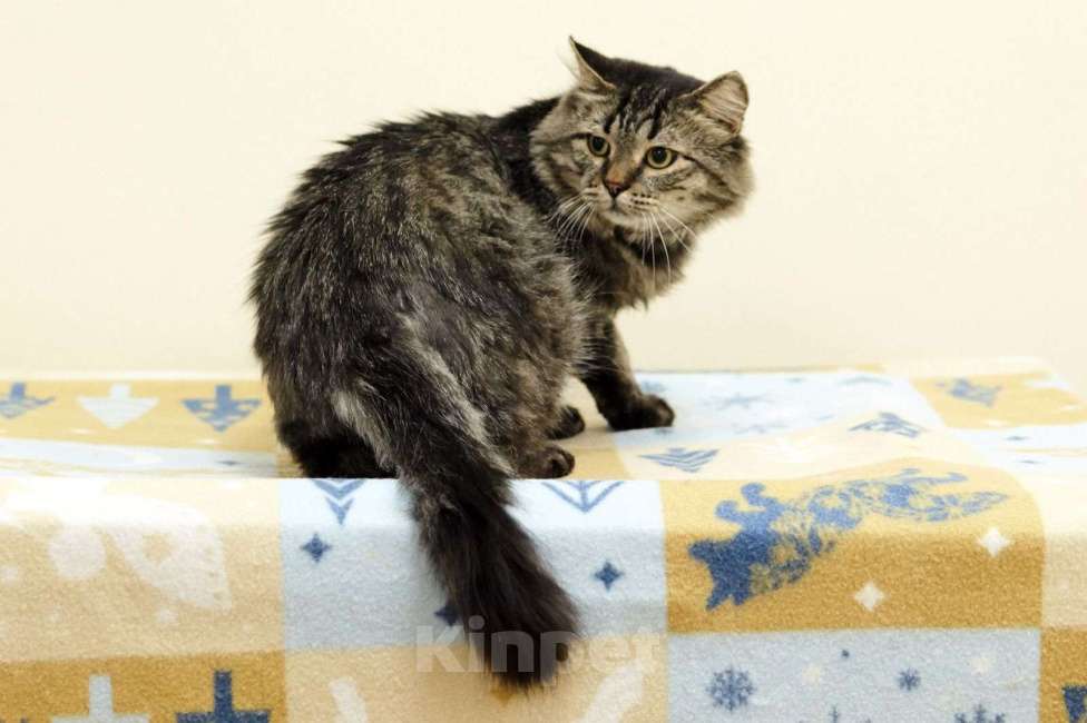 Кошки в Москве: Пушистый полосатый сибиряк Самсон ищет дом Мальчик, 1 руб. - фото 2