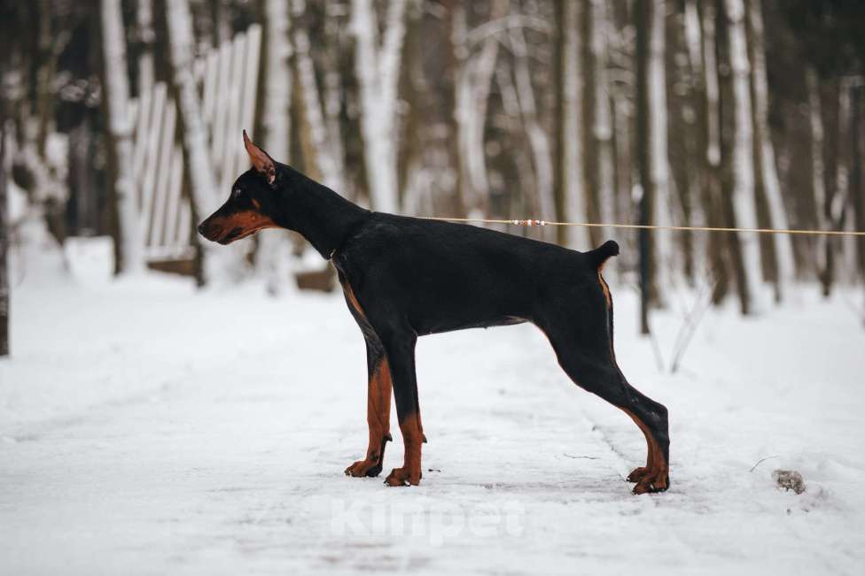 Собаки в Москве: Доберман РКФ Девочка, 70 000 руб. - фото 1
