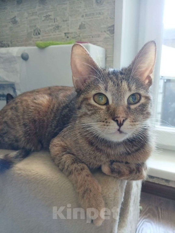 Кошки в Москве: Зендея, кошка с примесью янтаря Девочка, Бесплатно - фото 1