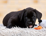 Собаки в других городах Московской области: Черные и коричневые щенки Лабрадора Девочка, 80 000 руб. - фото 4