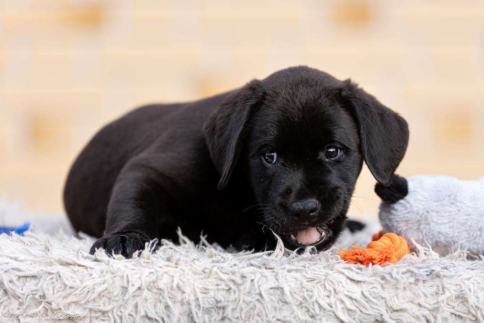 Собаки в других городах Московской области: Черные и коричневые щенки Лабрадора Девочка, 80 000 руб. - фото 4