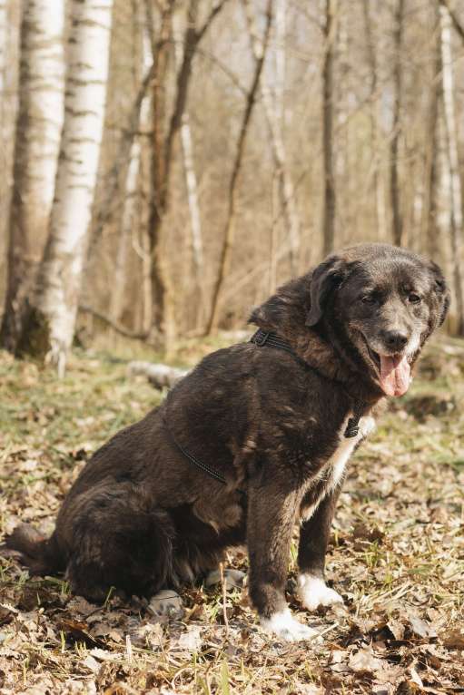 Собаки в Москве: Собака в добрые руки Девочка, Бесплатно - фото 5