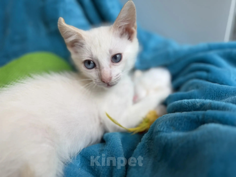 Кошки в Санкт-Петербурге: Маленький бело-карамельный котенок ищет дом Мальчик, Бесплатно - фото 8