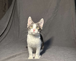Кошки в Москве: Котёнок в дар , Котёнок в добрые руки , Котёнок даром Мальчик, Бесплатно - фото 1