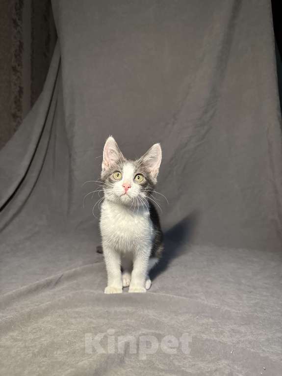 Кошки в Москве: Котёнок в дар , Котёнок в добрые руки , Котёнок даром Мальчик, Бесплатно - фото 1