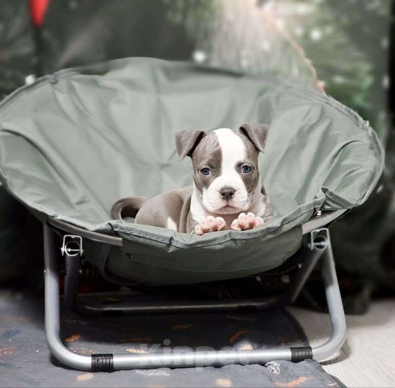 Собаки в Москве: Шикарная девочка амстаффа Девочка, 100 000 руб. - фото 1