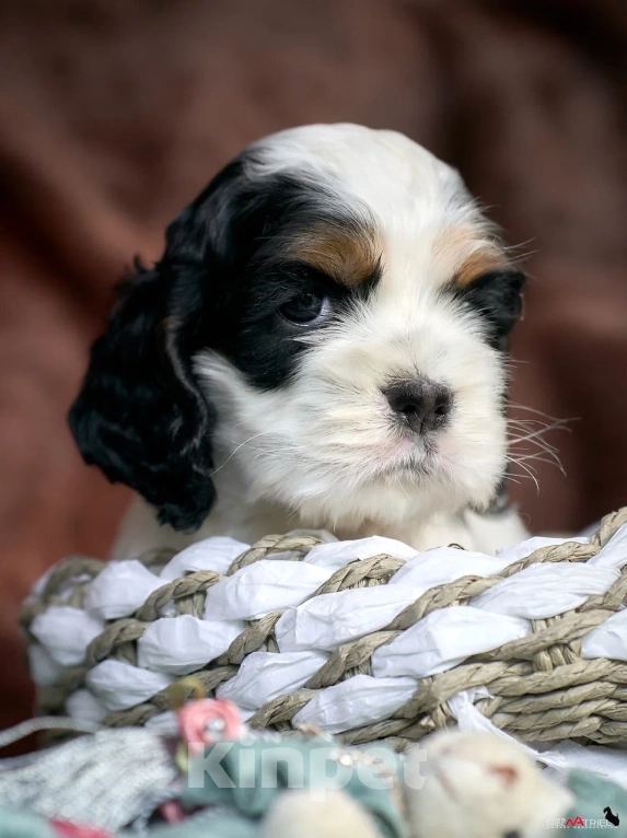 Собаки в Москве: Маленький принц ищет друга  Мальчик, 100 000 руб. - фото 5