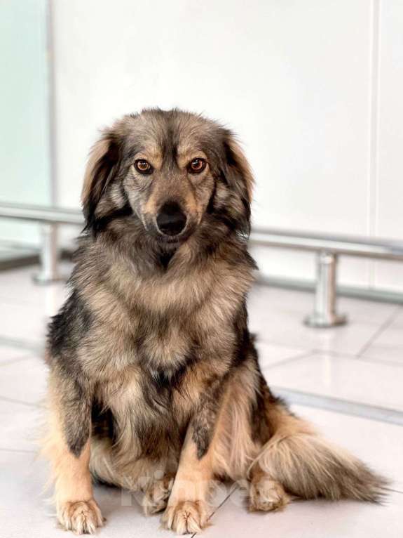 Собаки в Москве: Коротколапая пушистая собачка Мышка в добрые руки Девочка, Бесплатно - фото 5