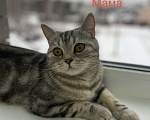 Кошки в Нижнем Новгороде: Шотландские котята Разнополые, 22 000 руб. - фото 3