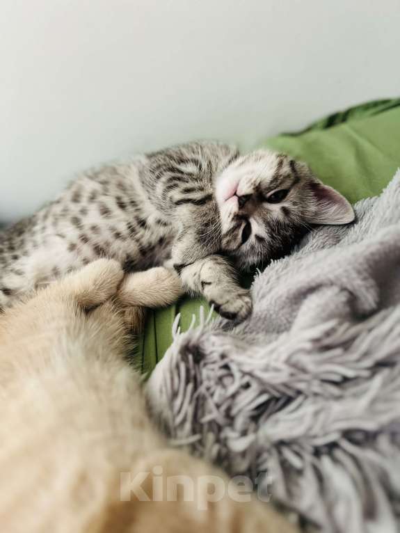 Кошки в Санкт-Петербурге: Шотландский котенок продажа Мальчик, 15 000 руб. - фото 2