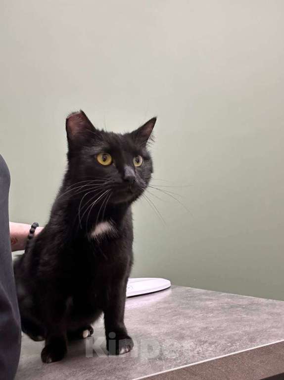 Кошки в Москве: Ищет дом прекрасная кошка Сабрина. Девочка, Бесплатно - фото 8