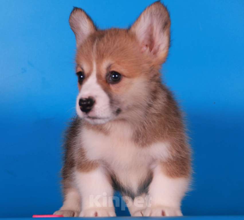 Собаки в Москве: вельш корги пемброк щенки Девочка, 80 000 руб. - фото 8