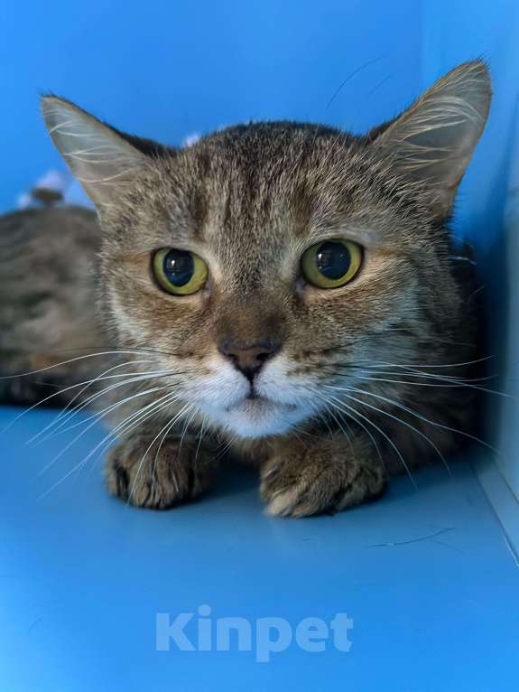 Кошки в Москве: Хозяйка сломала позвоночник, у родных аллергия. Кошке некуда идти Девочка, Бесплатно - фото 3