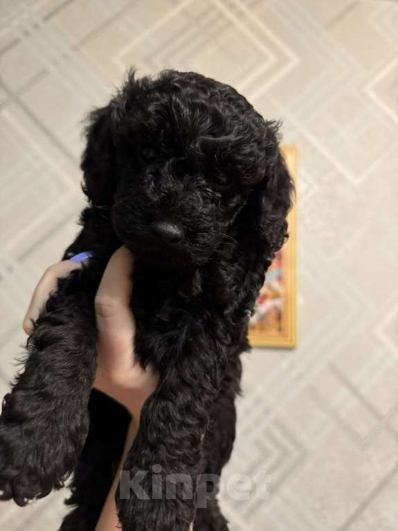 Собаки в Барнауле: Щенки карликового пуделя Девочка, 40 000 руб. - фото 1