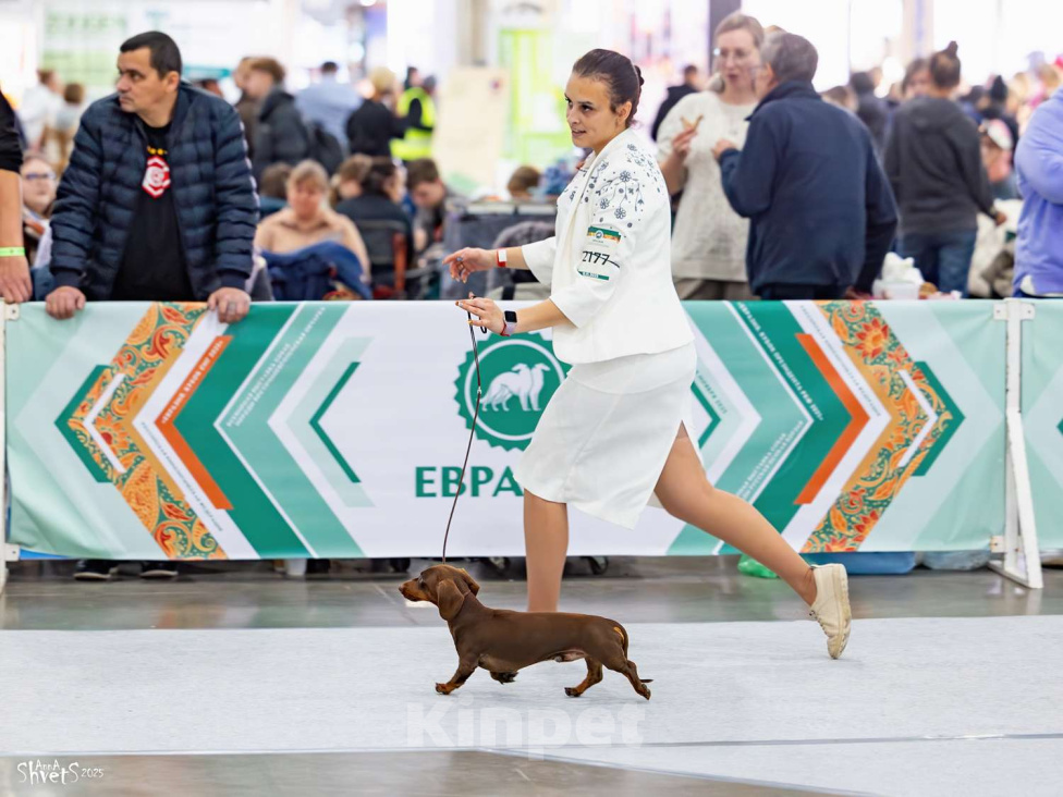 Собаки в Москве: Кобель кроличий коричнево-подпалый Мальчик, 25 000 руб. - фото 6