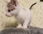 Кошки в других городах Московской области: Малышка ищет дом 💔 Девочка, Бесплатно - фото 4