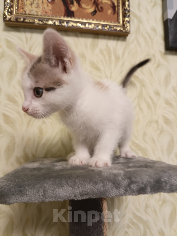 Кошки в других городах Московской области: Малышка ищет дом 💔 Девочка, Бесплатно - фото 4