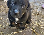 Собаки в Наро-Фоминске: Щенки в добрые руки Девочка, Бесплатно - фото 1