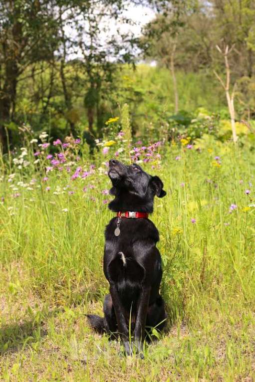 Собаки в Москве: Черный метис лабрадора Мартин в добрые руки Мальчик, Бесплатно - фото 3