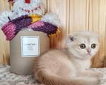 Кошки в Москве: Лиловая золотая девочка Девочка, Бесплатно - фото 3