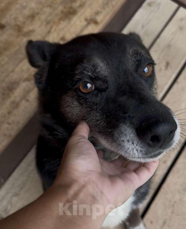 Собаки в Москве: Добрейший Марвин ищет дом Мальчик, Бесплатно - фото 4