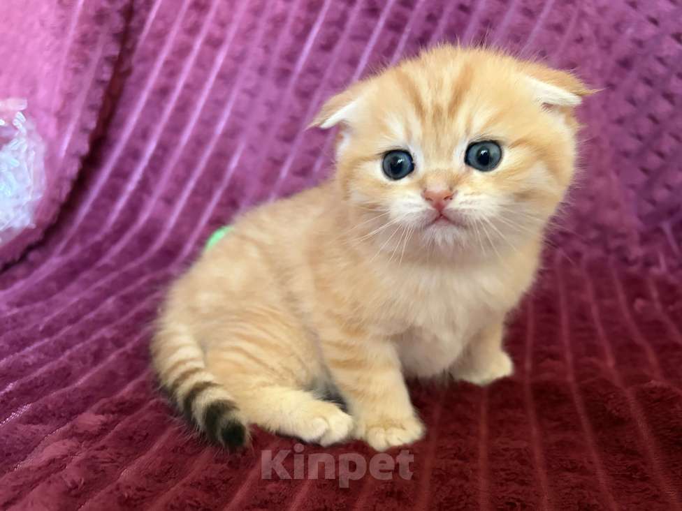 Кошки в Москве: Котик золотая шиншилла табби Мальчик, 30 000 руб. - фото 9