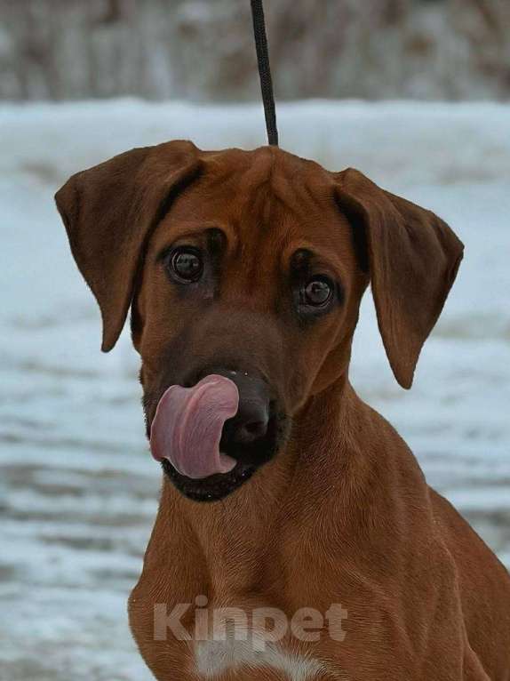 Собаки в других городах Московской области: Малышка Единственная в помете  Девочка, 110 000 руб. - фото 1