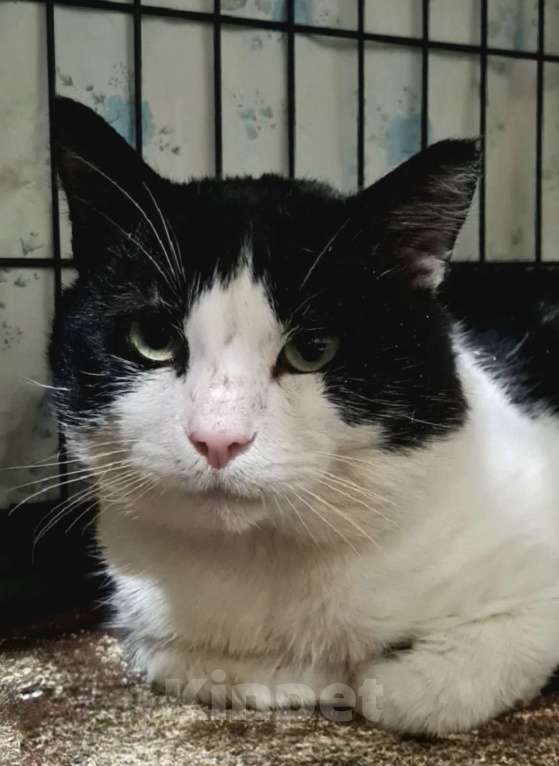 Кошки в Санкт-Петербурге: Пират ждет своего Человека Мальчик, Бесплатно - фото 1