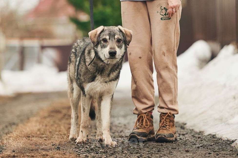 Собаки в Лосином-Петровском: Аракс валентинка в добрые руки Мальчик, Бесплатно - фото 6
