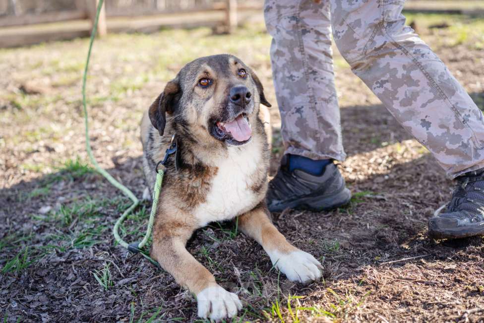 Собаки в Москве: Собака-компаньон в поисках семьи Мальчик, Бесплатно - фото 9