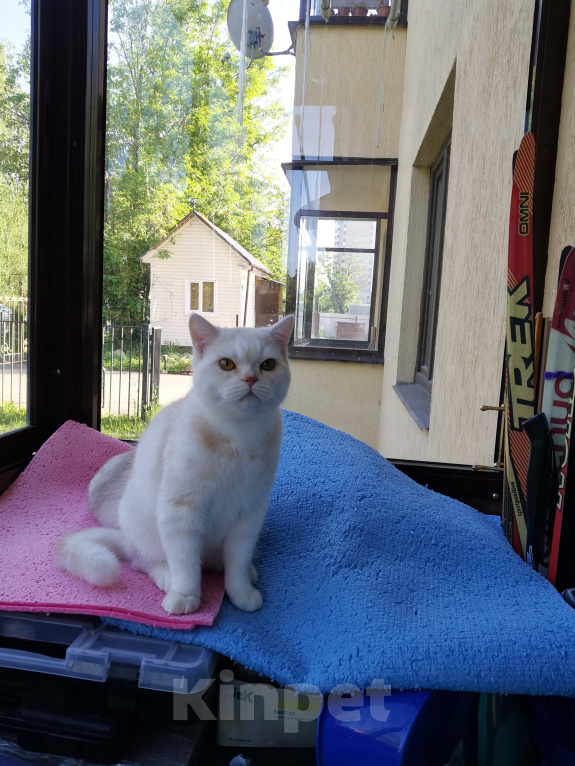 Кошки в Москве: Британские котики и кошечки Мальчик, 15 000 руб. - фото 3