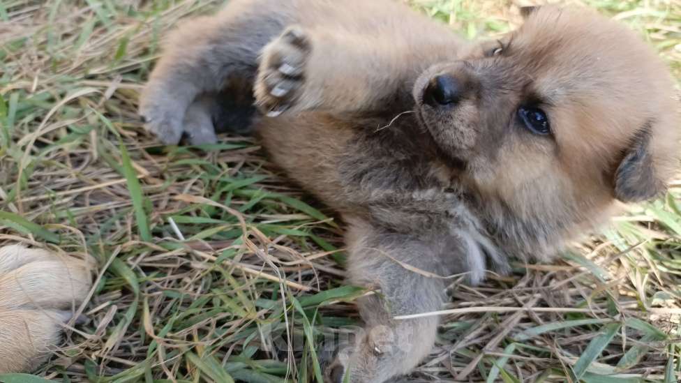Собаки в других городах Краснодарского края: Щенок Акита-Ину Овчарка Мальчик Мальчик, Бесплатно - фото 2